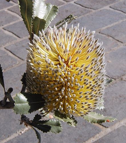 Banksia ornata